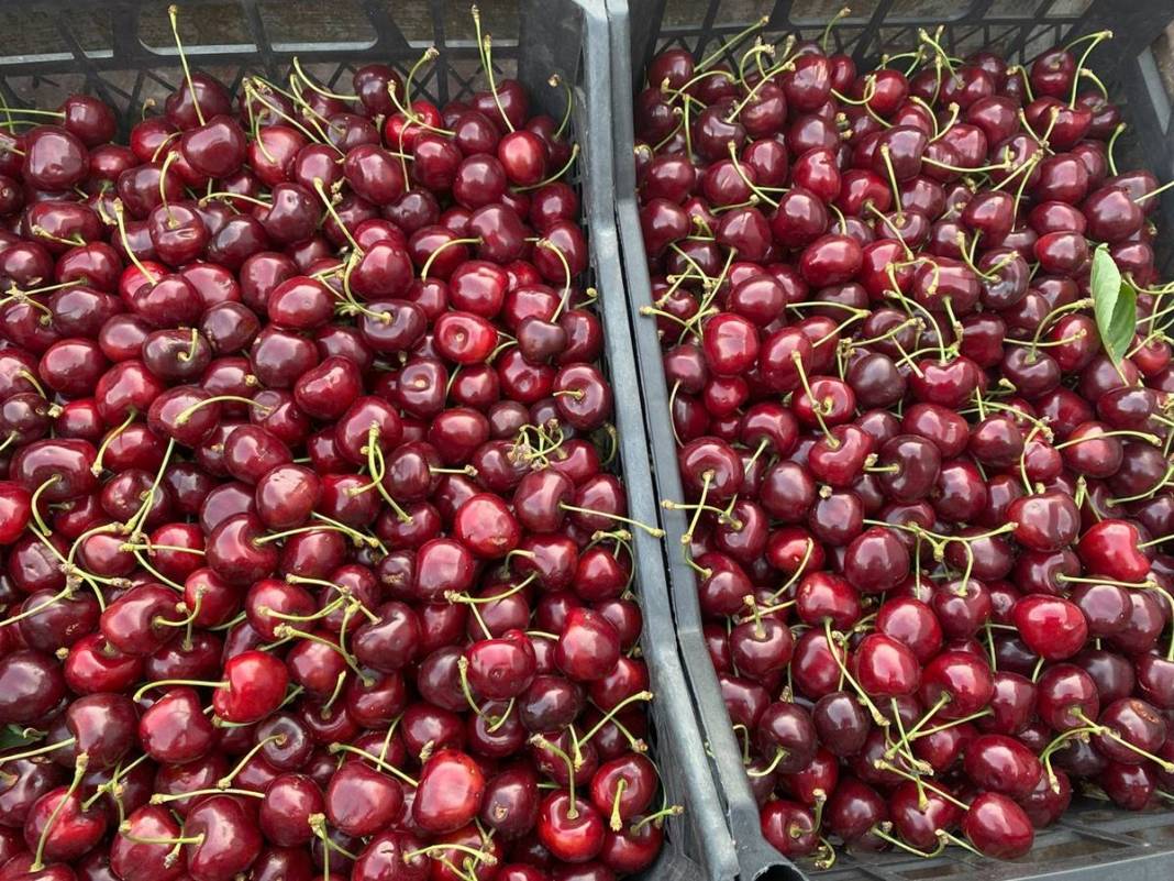 O kentte dağın tepesinde yetişiyor: Kilosu 80 TL! Kan dolaşımını hızlandırıyor, enerji veriyor 18